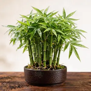 【B2G1 FREE】Lucky Bamboo Cypress Seeds - Grow Live Indoor Houseplants for Home & Office Decor, Easy Care Low Light Plants, Feng Shui Good Luck Plant