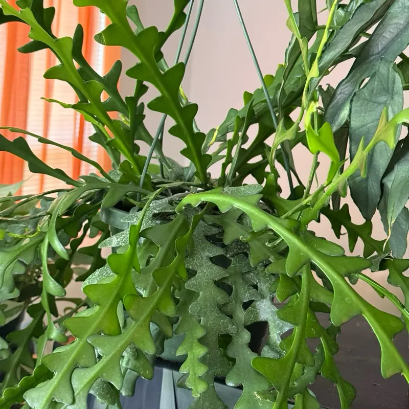 Zig Zag Cactus Potted Live Plant 8in Hanging Basket - Disocactus anguliger - Epiphyllum anguliger - Ric Rac, Fishbone Cactus - Trailing Cacti - Live Indoor Houseplant - White Blooms