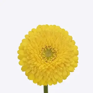 Mini Gerber Pomponi Fantastic - 60 Stem Bunch