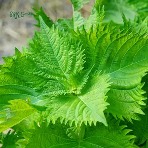 Korean Green Shiso Seeds | 100 Seeds