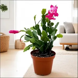 This Holiday Cactus - Attractive Year-Round Plant for Garden & Patios Easy Care Indoor/Outdoor Versatile Housewarming Gift