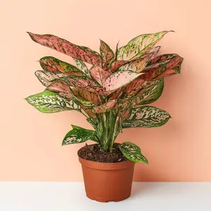 Chinese Evergreen Lady Valentine (Aglaonema) - Pink & Green Leaves, Medium, Air Purifying & Easy Care, Bright Indirect Light, Perfect for Home Decor Variegated Tropical Plants Houseplant