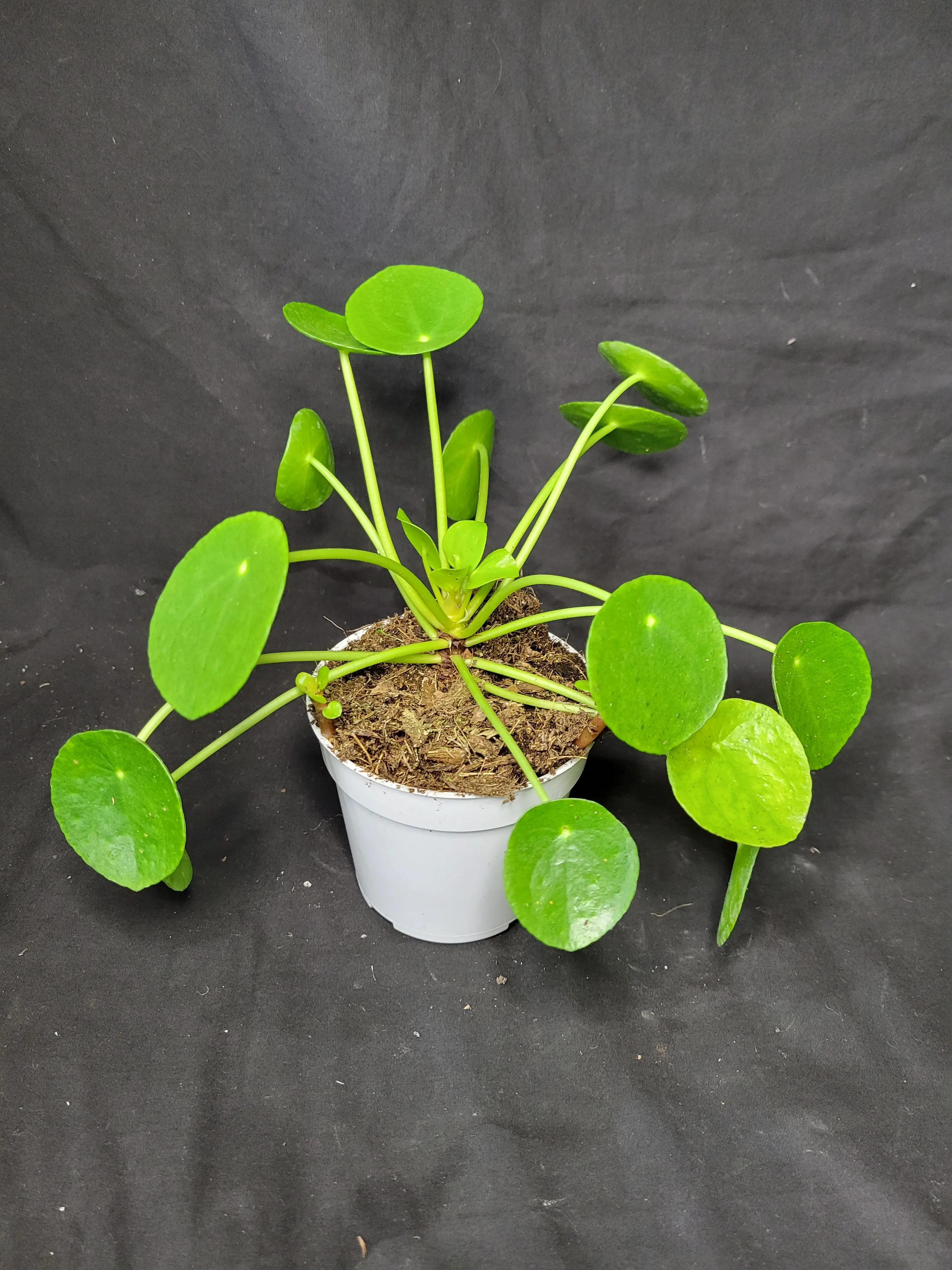 Chinese Money Plant