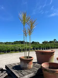 Madagascar Dragon Tree (Dracaena Marginata 'Bicolor')