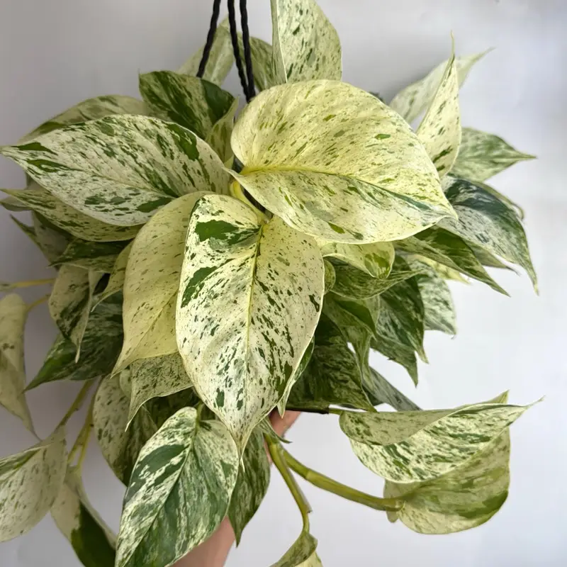 HB Pothos Snow Queen House Plant with Variegated Green and White Leaves, Unique Trailing Vines, Indoor Decorative Plant for Beginners