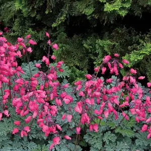 Green River 25 Amore Rose Bleeding Heart Seeds - Perennial Flower Seed Pack, Heart-Shaped Blooms With Delicate Dangling Petals, Ideal For Shaded Garden Borders, Adds Romantic Spring Color And Long-Lasting Seasonal Charm To Outdoor Spaces