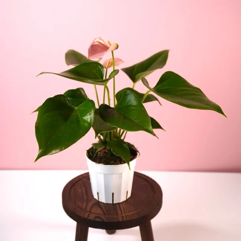 Anthurium “Joli Peach” - 4” Pot