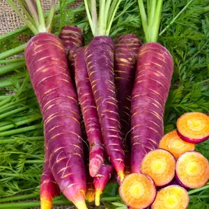 1000 Purple Carrot Seeds - Vibrant Purple Fruit Carrot for Home Garden, Long Smooth Roots, Crisp Texture, Ideal for Fresh Eating & Cooking