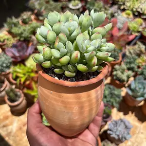 Succulent Cotyledon pendens in clay pot
