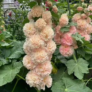 200+ Hollyhock Seed，Mix Multi-color，Double Petals Colorful，Flowers，Suitable for Planting Outdoor Home Garden Flowers， great gardening gift