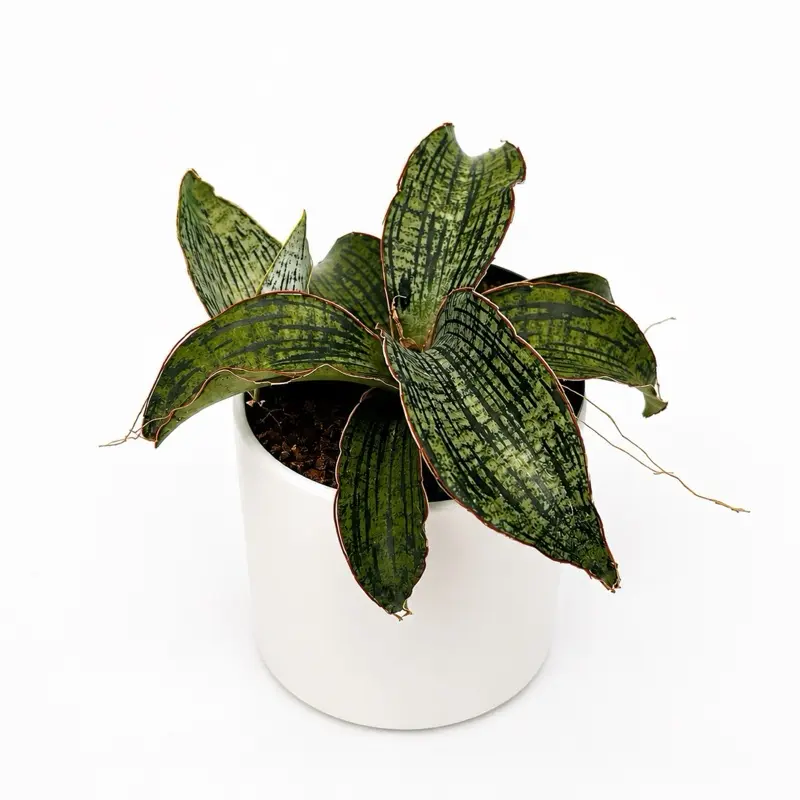 Sansevieria Cleopatra Silver Blue 4" pot Snake Plant - Low Maintenance Indoor House Plant for Home Decor -
