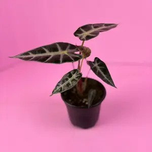 Alocasia Bambino 4” | Compact Alocasia | Tropical Houseplant