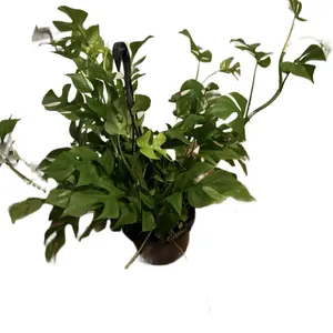 XL Raphidophora Tetrasperma | Mini Monstera | 8” Hanging Basket
