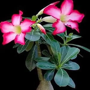 Adenium Obesum Desert Rose Live Plant Pink Flowers 1 Gallon Pot Vibrant Pink Blossoms for Your Home Garden