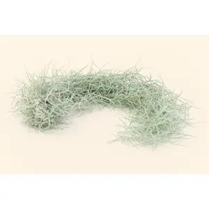 3 Colombia Thick Spanish Moss Clumps for $25