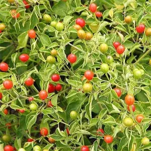 Park Seed Bird Pepper (Tepin) Seeds – Extremely Hot 50,000–100,000 Scovilles, Compact Ornamental Plant, Edible or Bird-Friendly, Historic Wild Chili for Containers or Garden Borders – Pack of 25 Seeds