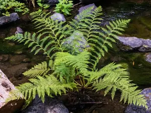 5 Lady Fern Rhizomes Green Ferns Plants - Well Rooted Outdoor Ferns Roots - Small Fern Roots for Planting - No Ship To AK, HI & P.R.