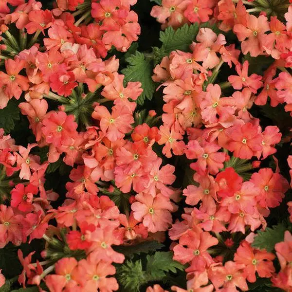 Green River 50 Peach Verbena Seeds - Perennial Flower Seed Pack, Delicate Tones, Window Box Favorite, Drought-Resistant Blooms