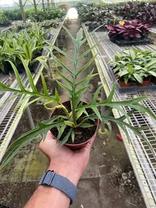 Philodendron 'Tortum' - Tortum's Twisted Charm: Exotic Indoor Plant for Dappled Light and High Humidity