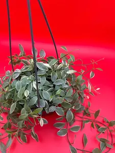 Dischidia Oiantha Variegated | 5 Inch Hanging Pot | House Plant | Live Plant | Decoration