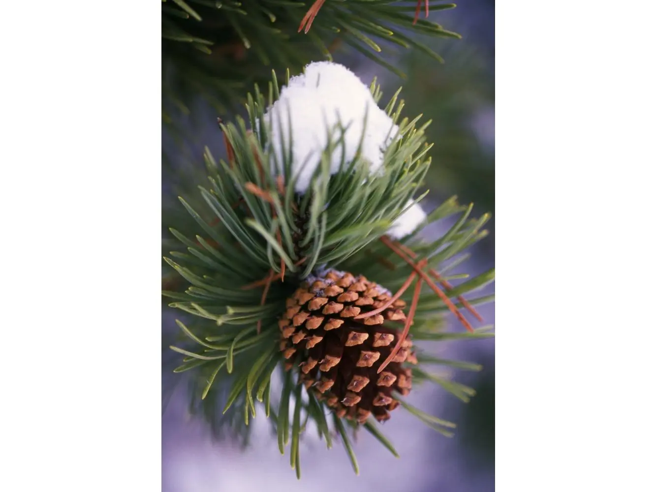 Artistic Pine Tree Branch with Pinecone Early Snow Poster Print by Natural Selection Craig Tuttle - 12x18 Decor for Room Wall, Ideal Gift for Home Decor Enthusiasts