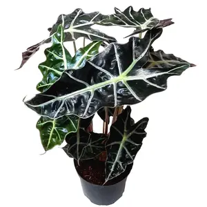 6" Pot- African Mask plant, Alocasia, Alocasia Polly, Amazon Elephant's Ear Plant, Kris plant- Houseplants, Foliage Plants, Air Purifiers