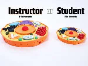 Animal Cell Model Manipulative for Teachers & Schools classroom