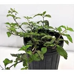 PLANTA ORUZU CON RAIZ