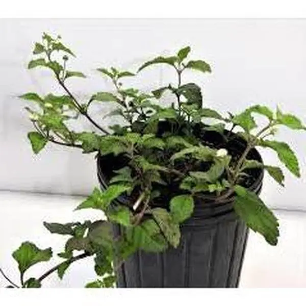 PLANTA ORUZU CON RAIZ