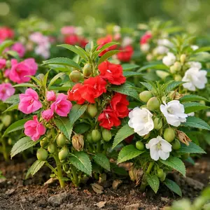 Balsam Seeds – Garden Flower Seeds for Outdoor, Easy Grow Bloom Plants