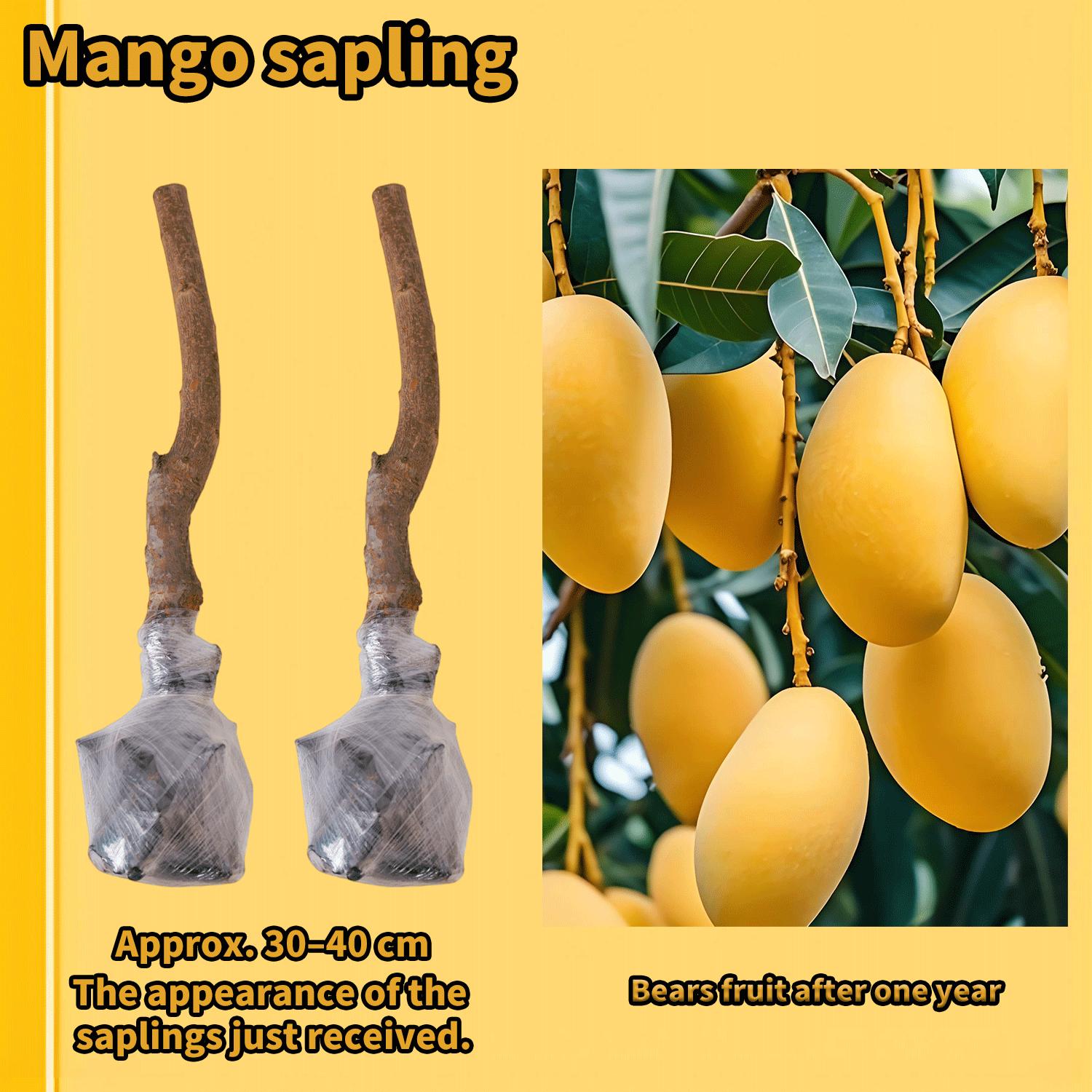 Live Mango Tree Seedling – Easy to Grow Tropical Fruit Tree for Home Garden and Patio Live Mango Tree Seedling – Easy to Grow Tropical Fruit Tree for Home Garden and Patio