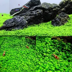 20000+ Aquarium Grass Garden Seeds - Premium Heirloom Seeds for Indoor Planting and Aqua Gardening Enthusiasts