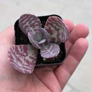 “Tiger Stripe” Kalanchoe Humilis | Flapjack Succulent Plant | 2”