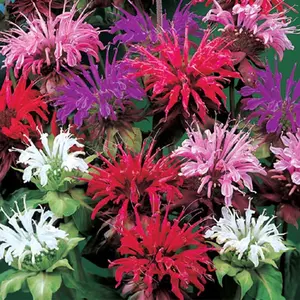 200+ Bee Balm Heirloom Seeds Mix - Fragrant Lemon Hummingbird Mint Monarda Didyma - Garden Seeds for Easy Care and Vibrant Mixed Colors