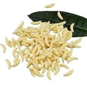 Soft Plastic Worm Fishing Bait, 50pcs/set Artificial Bait, Biologically Mimicking Breadworms To Attract Fish, Essential Fishing Gear, Artificial Fishing Lure