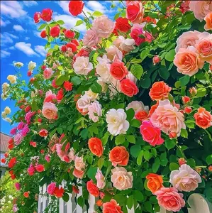 300pcs Mixed Climbing Rose Seeds – All-Season Flowering for Fences & Walls