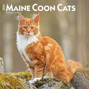 Maine Coon Cats | 2026 12 x 24 Inch (Hanging) Monthly Square Wall Calendar | Plastic-Free | BrownTrout | Animals Feline Kittens