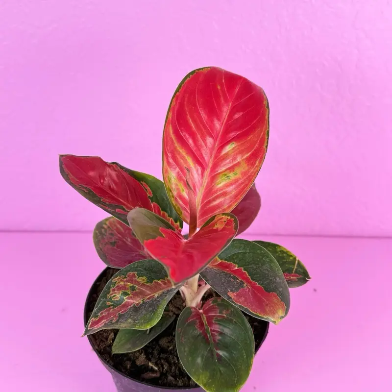 Aglaonema Eastern Red 6” | Red Aglaonema | Colorful Houseplant