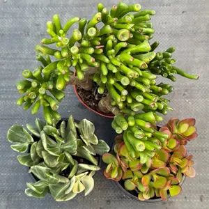 3-Plant Jade Bundle – Gollum Alien Fingers, Variegated Tricolor & Classic Jade – 4” Live Succulent Set | Easy Care Gift