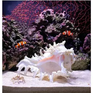 5.5'' to 6.3'' Large  Conch Shell Fish  Hideout Fish  House  Conch sea Shells for Fish ,Air , Decorations,DIY Crafts