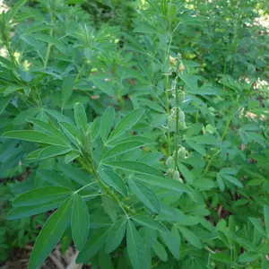 30 Chipilin Seeds (Crotalaria Longirostrata) – Semillas de Chipilin Seeds for Planting
