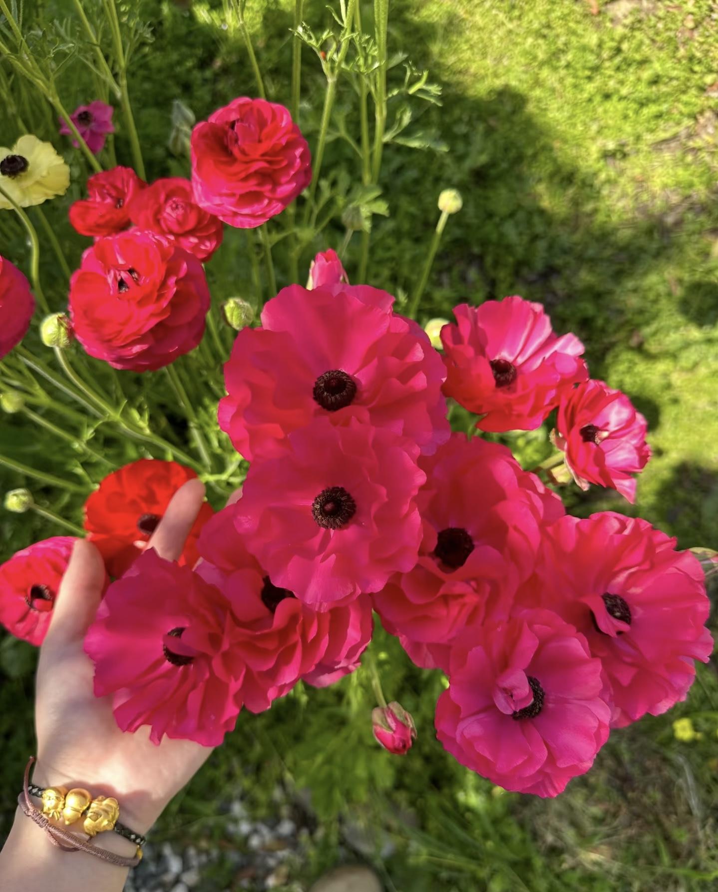 High Germination Mixed Anemone Seeds | Perennial Colorful Garden Flowers