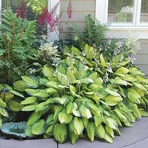 800pcs Hosta Bare Root Plants  | Hardy Perennial Beauties for Year-Round Greenery | Ideal for Home Gardens, Borders & Shaded Areas | Easy to Plant, Low Maintenance & Perfect for Lush Landscape Design