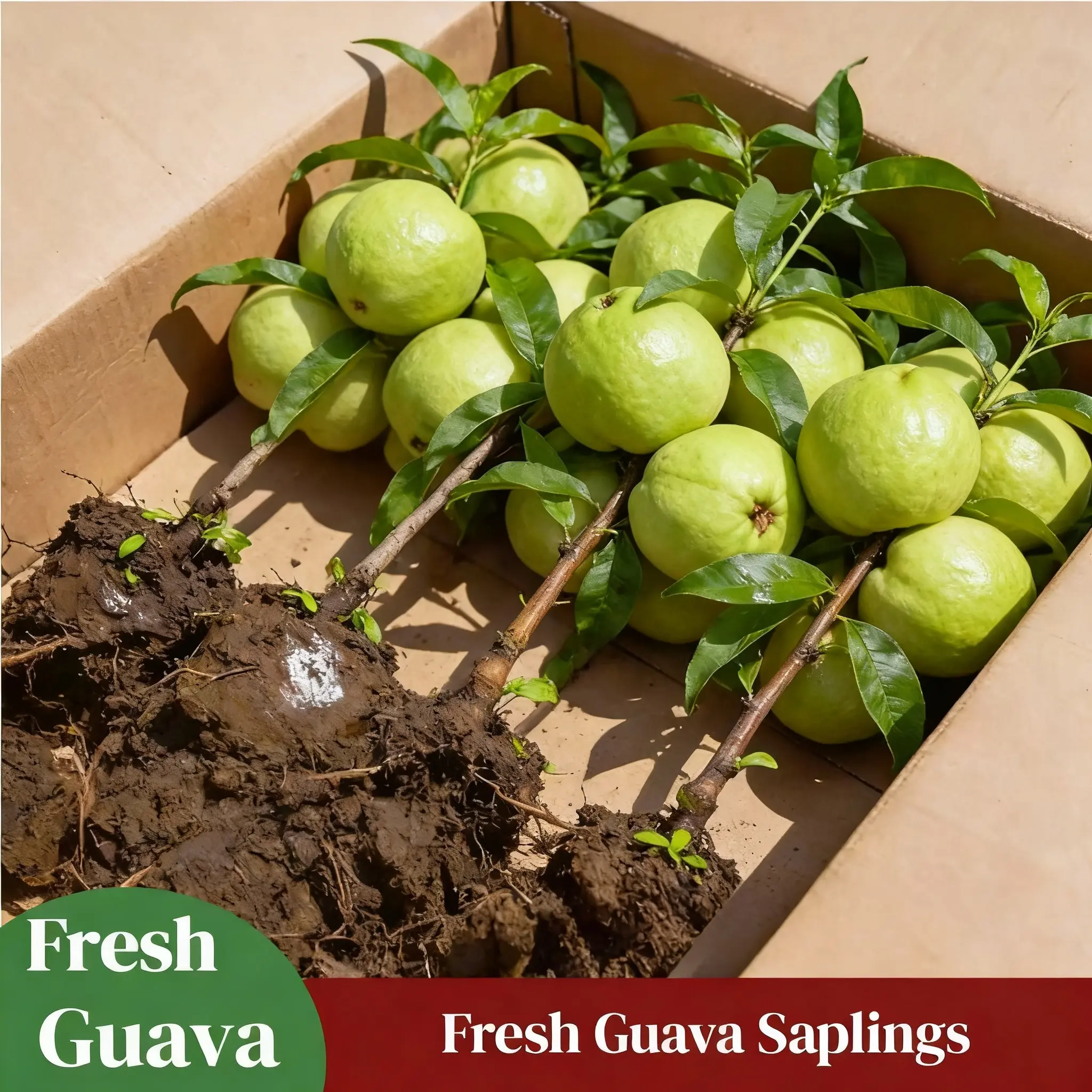 Live Guava Tropical Fruit Tree Seedling - Easy Care, Versatile for Home Outdoor Garden, Backyard or Container Planting, Climate-Adaptable Garden Supply