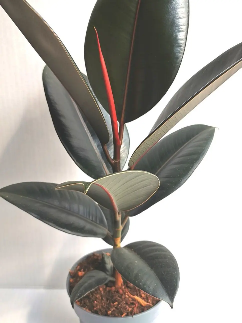 Rubber Plant Live, Ficus Elastica Indoor Houseplant, Easy Care Tropical Plant for Home Office Decor
