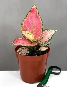 Plant Proper Aglaonema Wishes Plant in Black Pot with Stable Fading Green Leaves Vibrant Variegation Low Maintenance Nature Tropical Accent