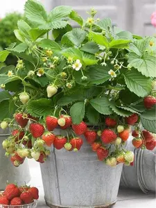 1000+ pcs seeds Wild Strawberry Strawberries Seeds  - Edible Garden Fruit Heirloom Non-GMO - Made in USA.