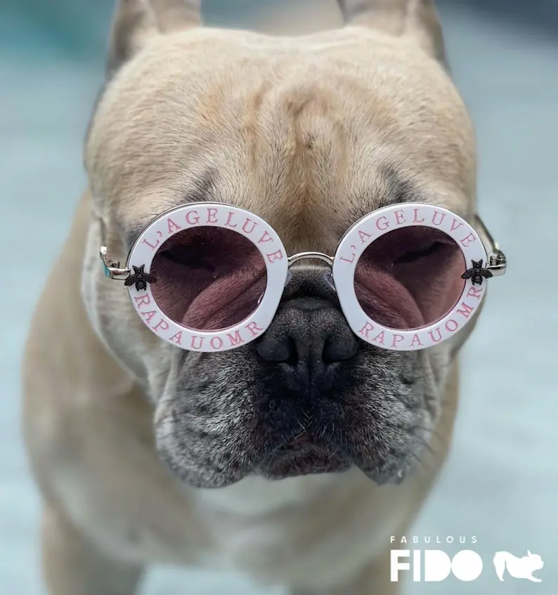 Stylish Dog Sunglasses with strap, UV goggles for dogs of all size, Perfect for Photoshoots & Outdoor Adventures , Ideal Gift for French Bulldog