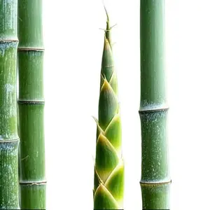 200 Bamboo Seeds for Planting Outdoors Fast Growing - Winter Hardy Live Plants Outdoor, Natural Privacy Plants & Bamboo Tree Landscaping