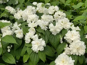 Illuminati Spice® Mock Orange